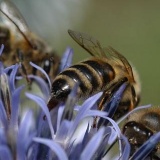 Fotoarchiv für Kunden - Pflanzen/Tiere