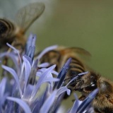 Fotoarchiv für Kunden - Pflanzen/Tiere