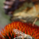 Fotoarchiv für Kunden - Pflanzen/Tiere