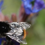 Fotoarchiv für Kunden - Pflanzen/Tiere