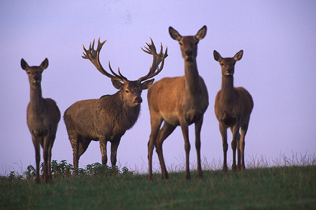 Fotoarchiv für Kunden - Tiere