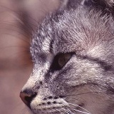 Fotoarchiv für Kunden - Tiere