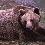 Fotoarchiv für Kunden - Tiere