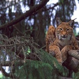 Fotoarchiv für Kunden - Tiere