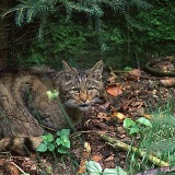 Fotoarchiv für Kunden - Tiere