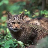 Fotoarchiv für Kunden - Tiere