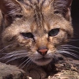 Fotoarchiv für Kunden - Tiere