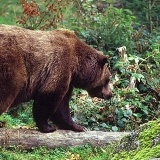 Fotoarchiv für Kunden - Tiere