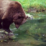 Fotoarchiv für Kunden - Tiere