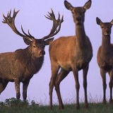 Fotoarchiv für Kunden - Tiere