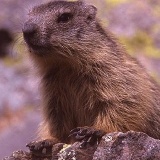 Fotoarchiv für Kunden - Tiere