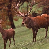 Fotoarchiv für Kunden - Tiere