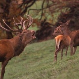 Fotoarchiv für Kunden - Tiere