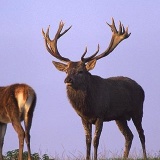 Fotoarchiv für Kunden - Tiere