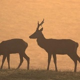 Fotoarchiv für Kunden - Tiere