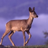 Fotoarchiv für Kunden - Tiere