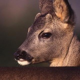 Fotoarchiv für Kunden - Tiere