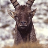 Fotoarchiv für Kunden - Tiere