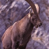 Fotoarchiv für Kunden - Tiere