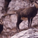 Fotoarchiv für Kunden - Tiere