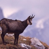 Fotoarchiv für Kunden - Tiere