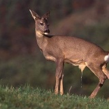 Fotoarchiv für Kunden - Tiere