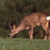 Fotoarchiv für Kunden - Tiere