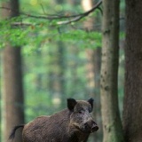 Fotoarchiv für Kunden - Tiere