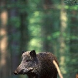 Fotoarchiv für Kunden - Tiere