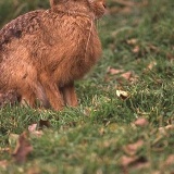 Fotoarchiv für Kunden - Tiere