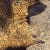 Fotoarchiv für Kunden - Tiere