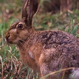 Fotoarchiv für Kunden - Tiere