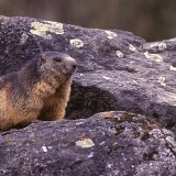 Fotoarchiv für Kunden - Tiere