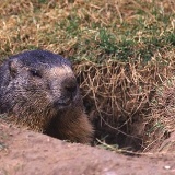 Fotoarchiv für Kunden - Tiere