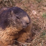 Fotoarchiv für Kunden - Tiere