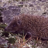 Fotoarchiv für Kunden - Tiere