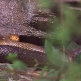 Fotoarchiv für Kunden - Tiere