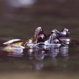 Fotoarchiv für Kunden - Tiere