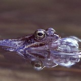 Fotoarchiv für Kunden - Tiere