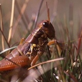 Fotoarchiv für Kunden - Tiere