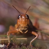 Fotoarchiv für Kunden - Tiere