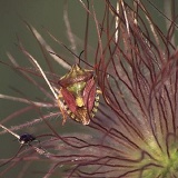 Fotoarchiv für Kunden - Tiere