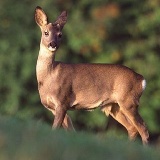 Fotoarchiv für Kunden - Tiere