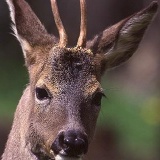 Fotoarchiv für Kunden - Tiere