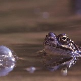 Fotoarchiv für Kunden - Tiere