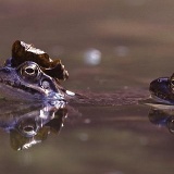 Fotoarchiv für Kunden - Tiere