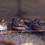 Fotoarchiv für Kunden - Tiere