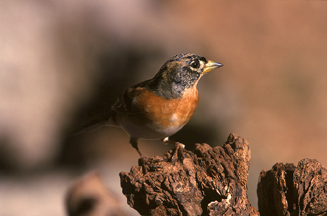 Fotoarchiv für Kunden - Vögel