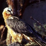 Fotoarchiv für Kunden - Vögel