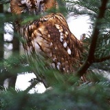 Fotoarchiv für Kunden - Vögel